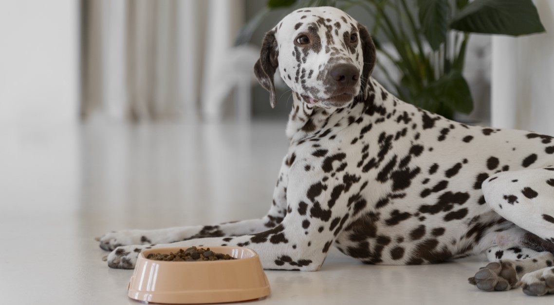 Benefits of Switching to High-Protein Dog Food